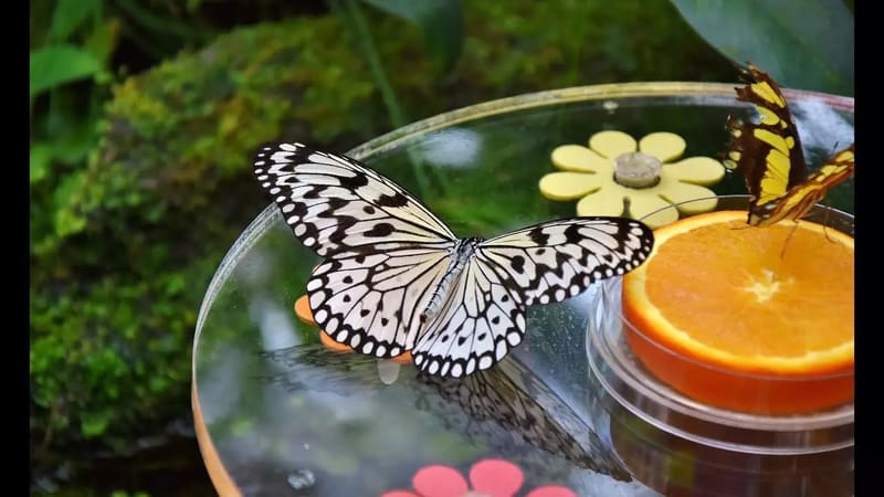 Dubai Butterfly Garden — Dubailand / near Miracle Garden
