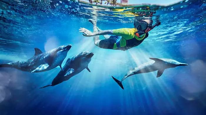 Dolphin Bay at Atlantis the Palm — Atlantis The Palm, Палм-Джумейра, Дубай
