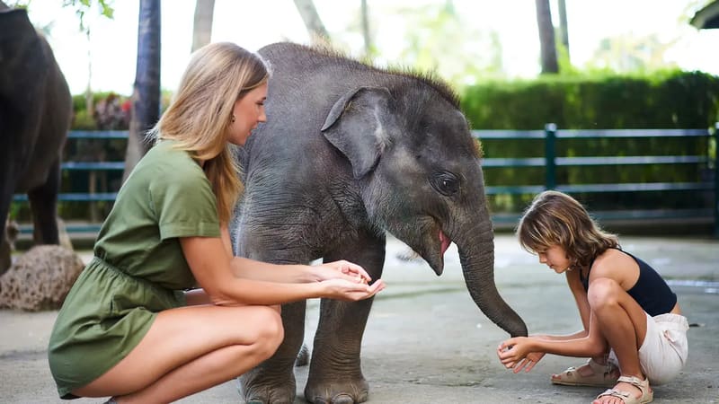 Mason Elephant Park, Бали — Таро, Убуд, Бали