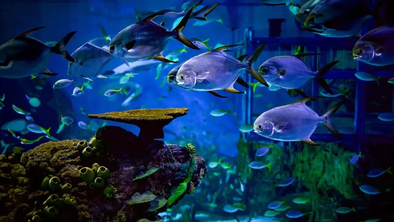 Marine Safari Bali — аквариум и шоу — Гианьяр, Бали, Индонезия
